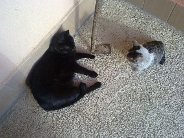 Primo incontro tra Luna e Felix