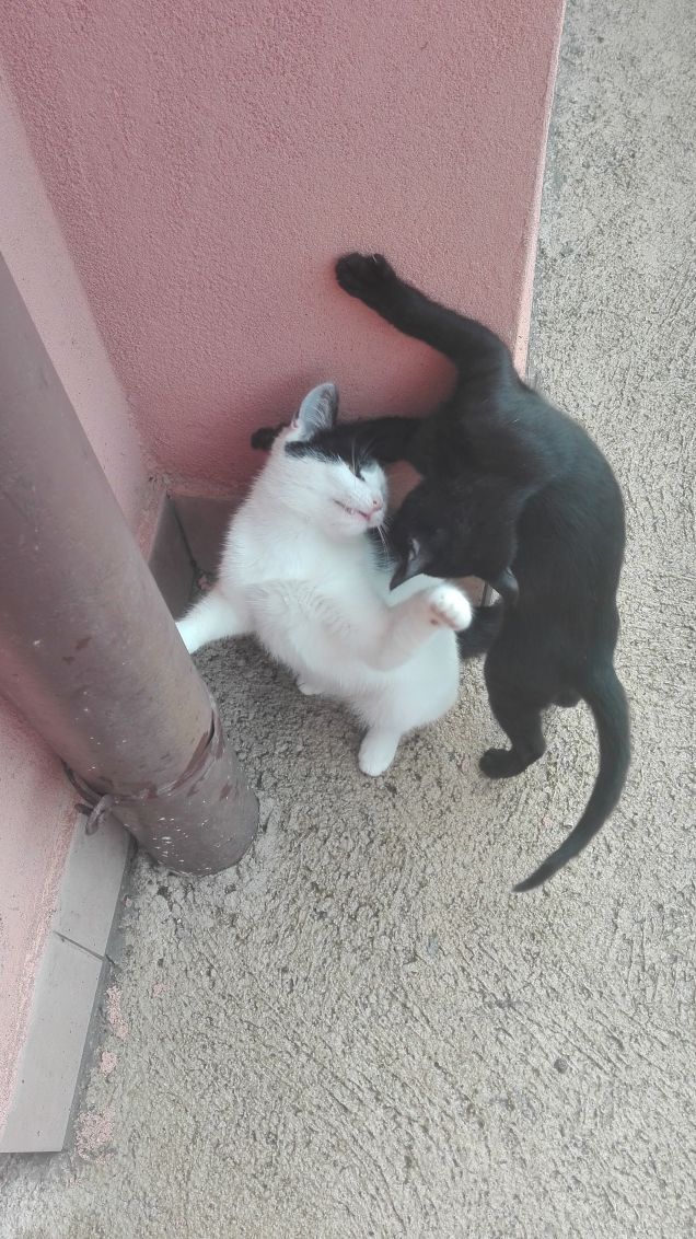 Andiamo a comandare!