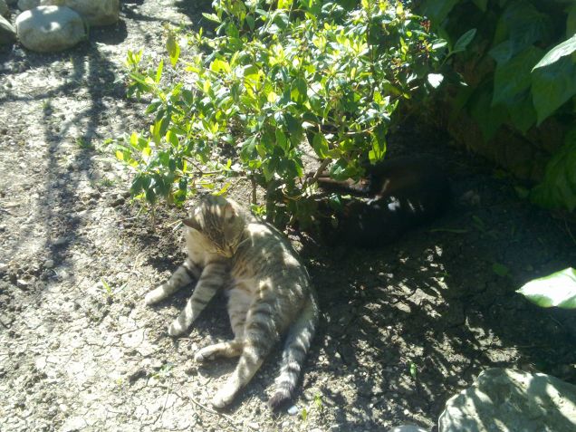 Tobia e Nero al fresco della pianta