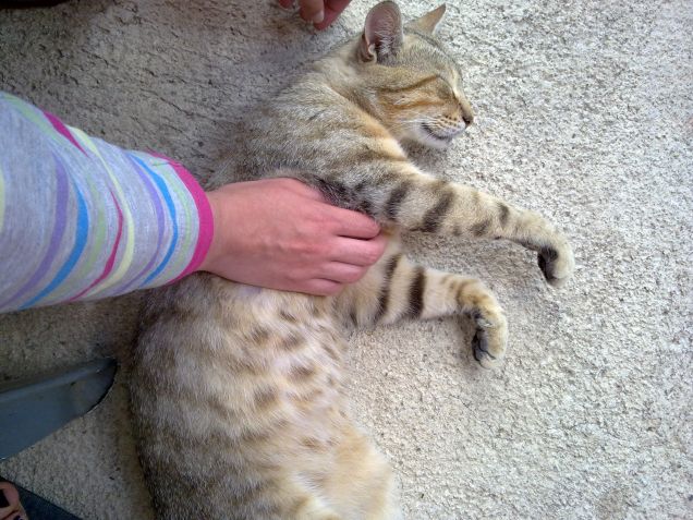 Sempre voglia di coccole