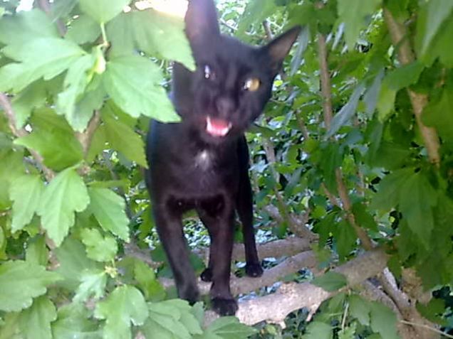 Nero molto arrabbiato :P