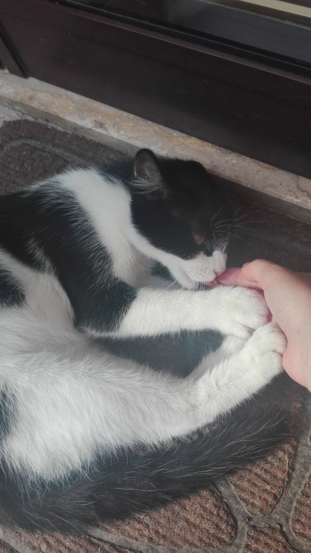 Zorro ha scambiato il mio dito per una salsiccia :)