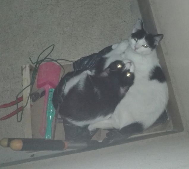 Ecco è arrivata la disturbatrice! 