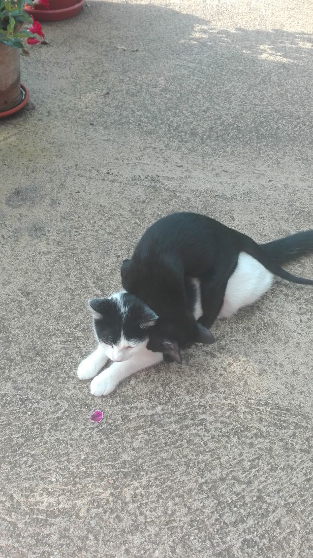 La grande pazienza di Zoe