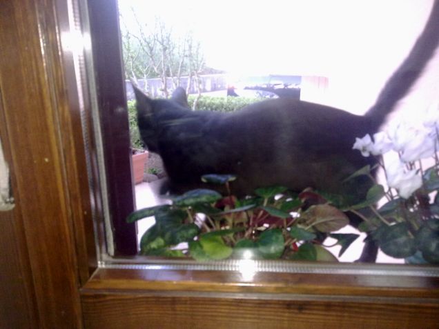 Nero, distruttore di piante