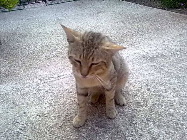 Orecchie a elicottero