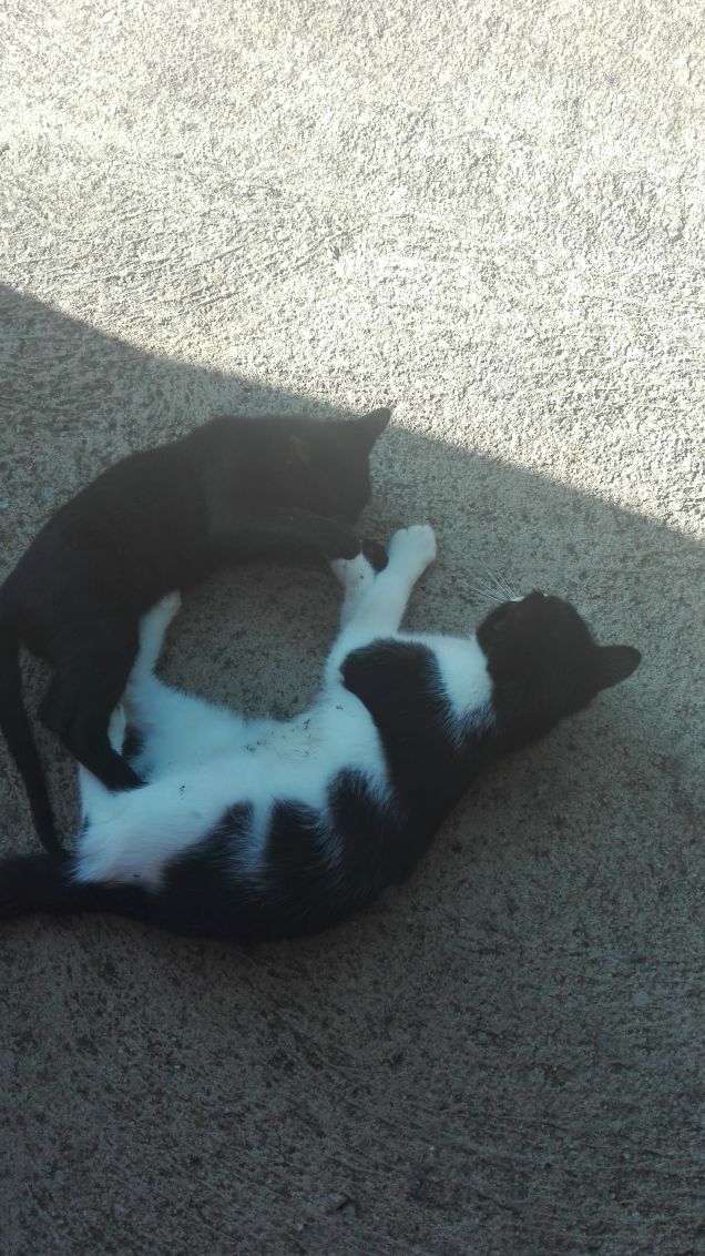 Buongiorno! Zorro e Salem già sono attivissimi e monellissimi