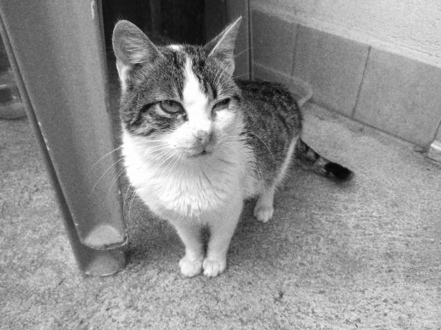 Felix in black & white