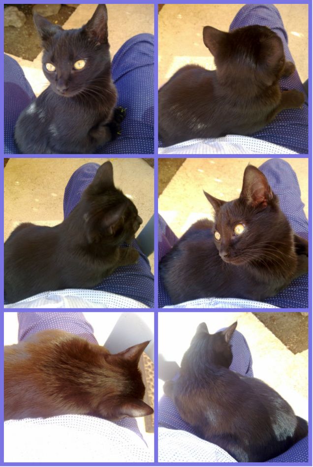 Collage Luna comodamente sulle mie gambe