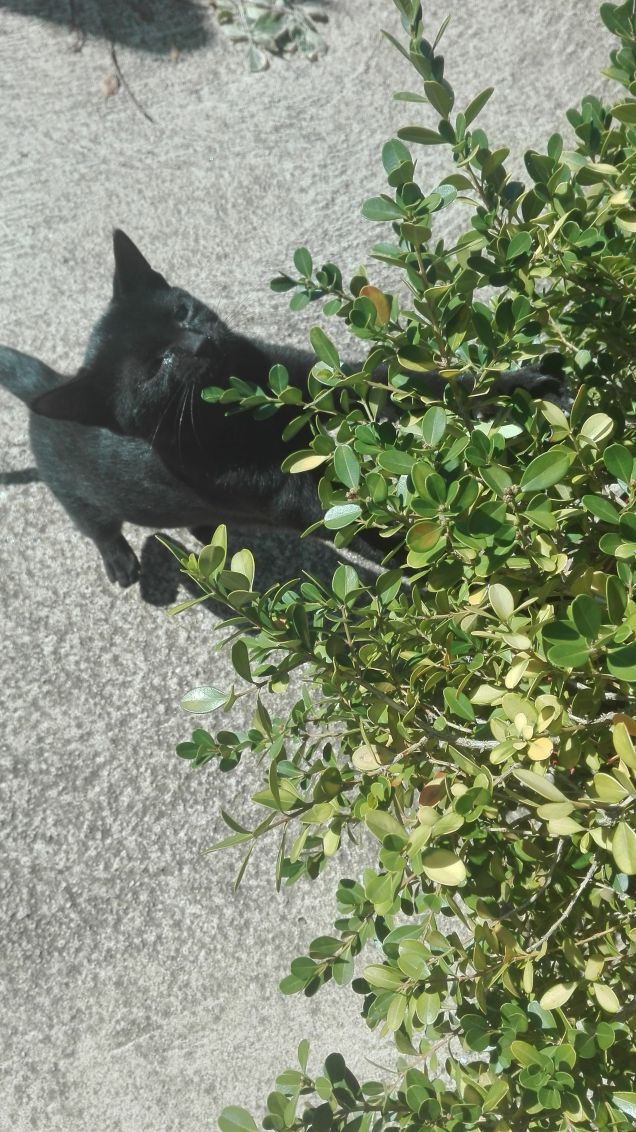 Adesso passiamo a giocare con le piante...