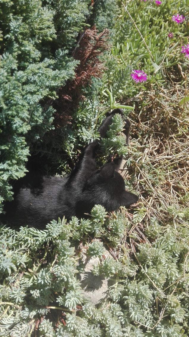 ...O meglio a distruggere le piante