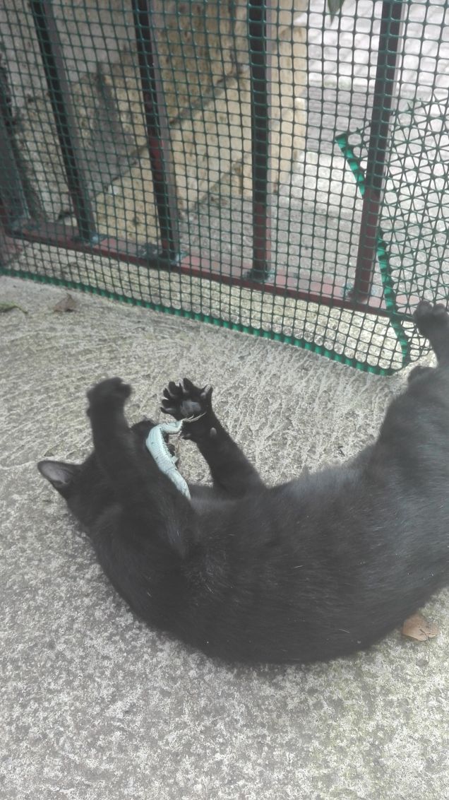 Salem e la lucertola :S