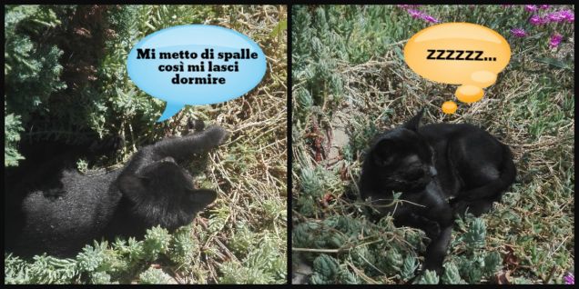 Dopo aver giocato come un matto, Salem si è stancato