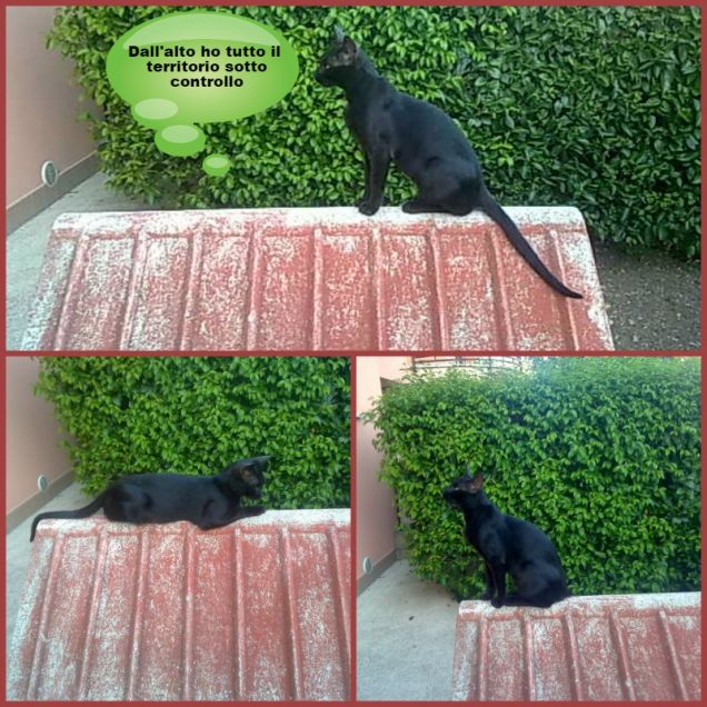 Nero vigila sul tetto