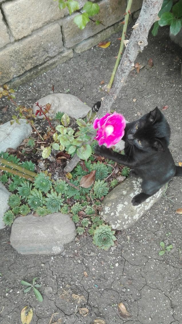 Questa rosa è profumatissima!