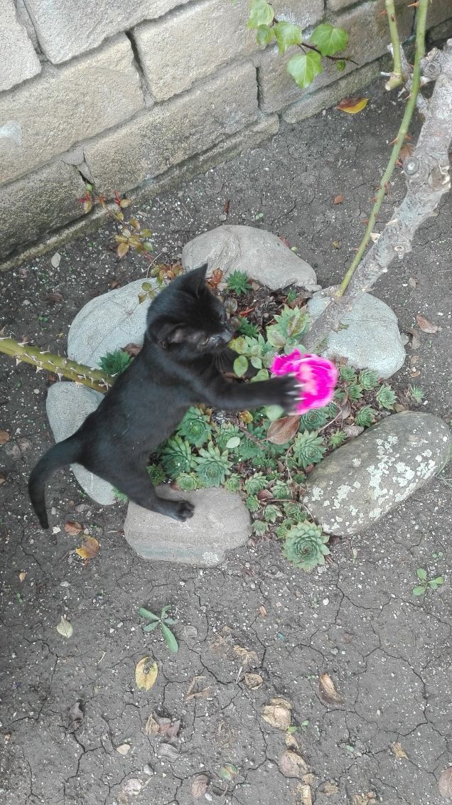 Salem ha scambiato la rosa per un sacco da boxe