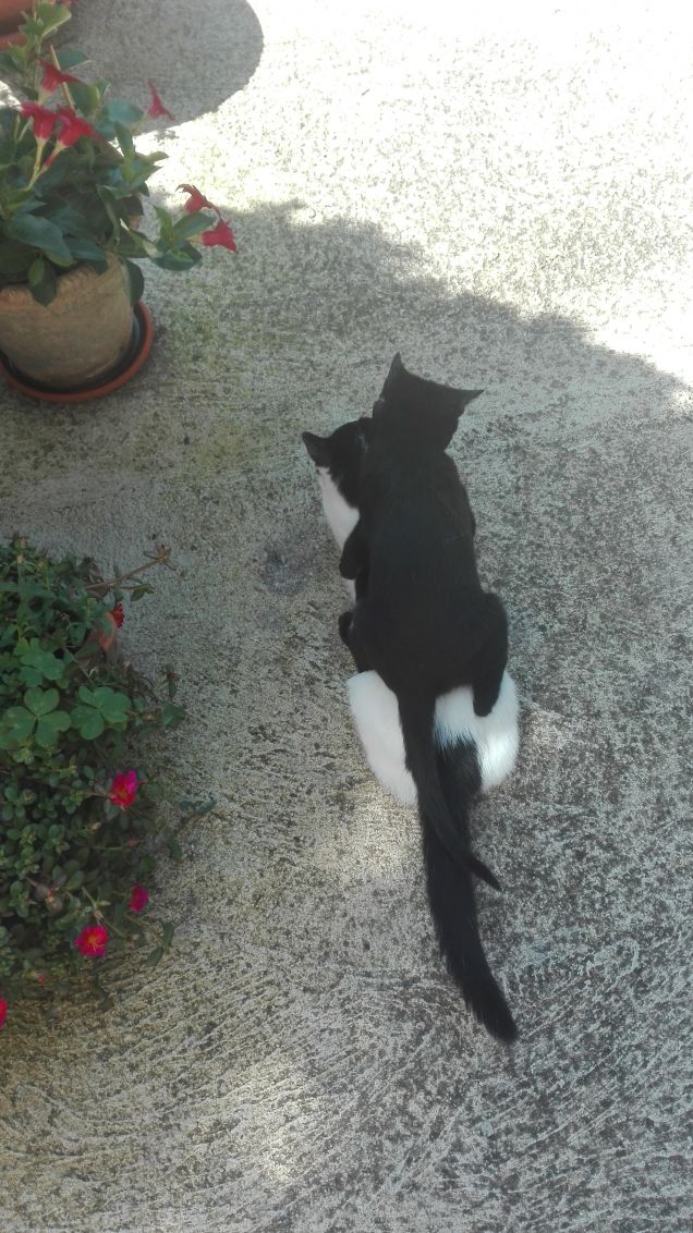 Zoe portami a cavalluccio