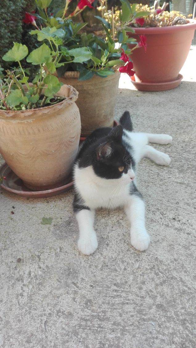 Occhio che arriva Salem!