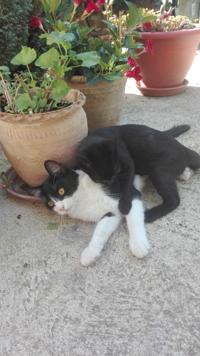 Tranquillità finita