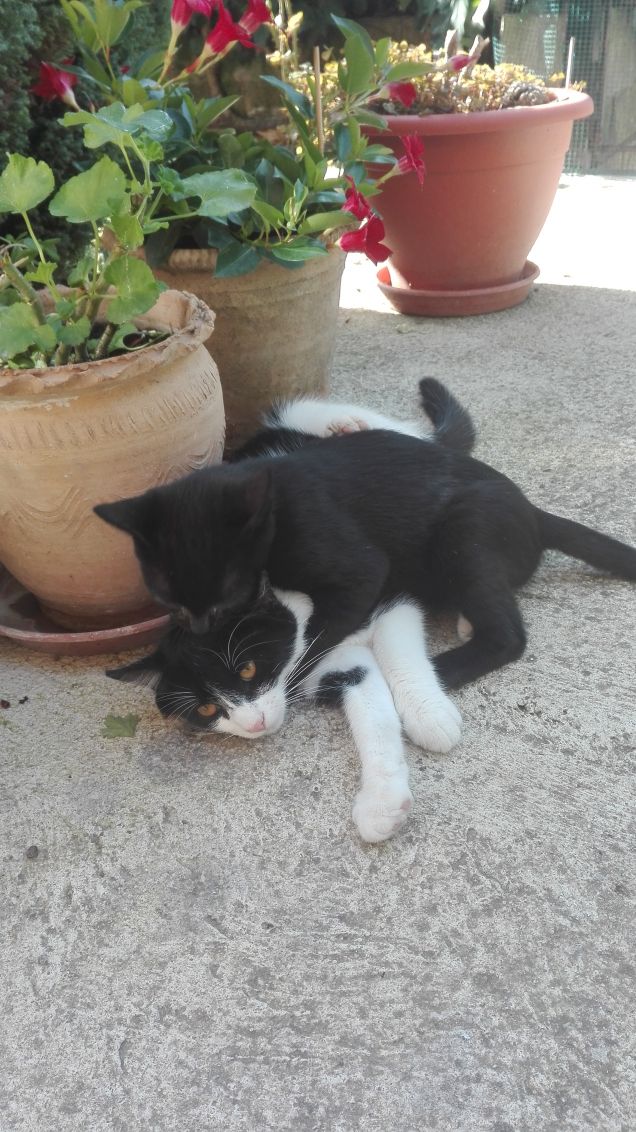 La pazienza di Zorro è al limite