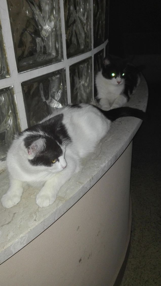 Zoe e Zorro by night