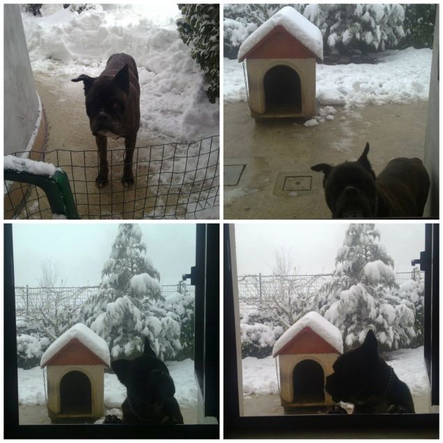 Rudy amava la neve