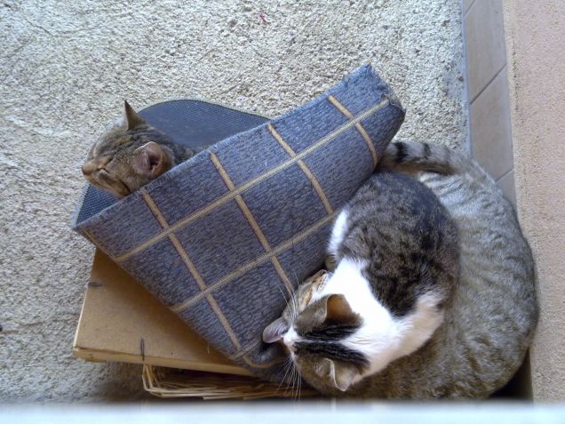 Ciotolina a sandwich nel tappeto :)