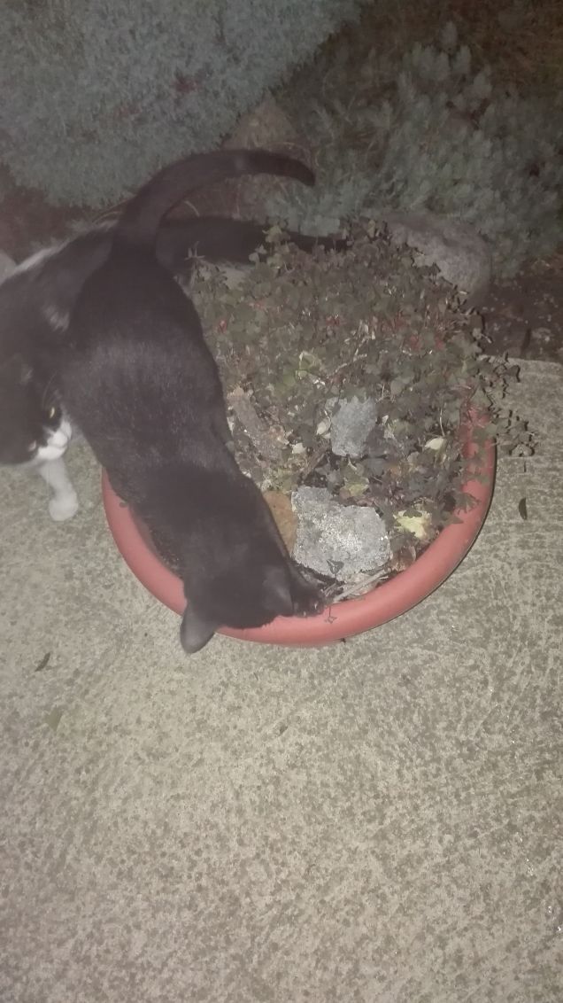 Da questo vaso è nata una nuova specie di pianta: si chiama Salem! :)