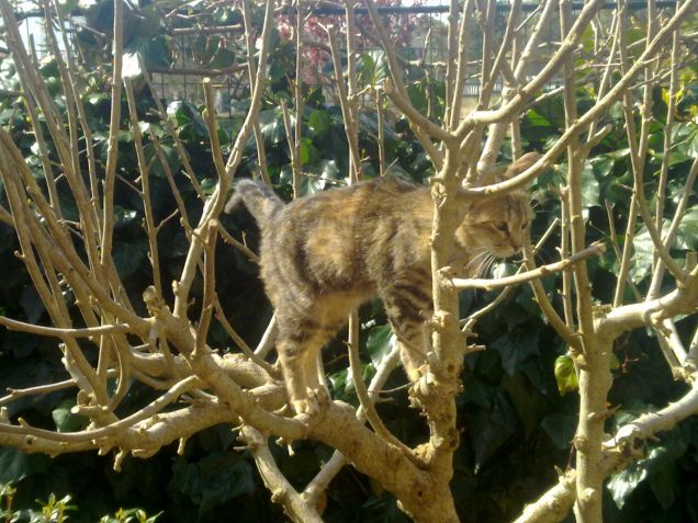 Ciotolina in equilibrio sull'albero