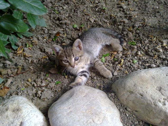 Figlioletto di Luna e fratellino di Ciotolina e Nero