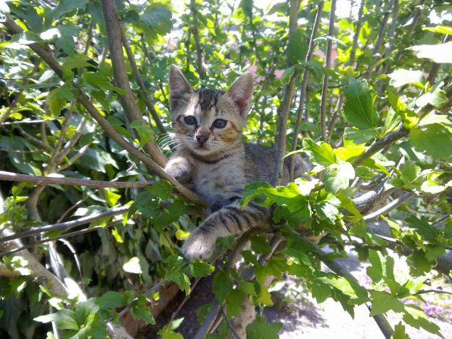 Lei invece è la sorellina di Ciotolina e Nero da piccola