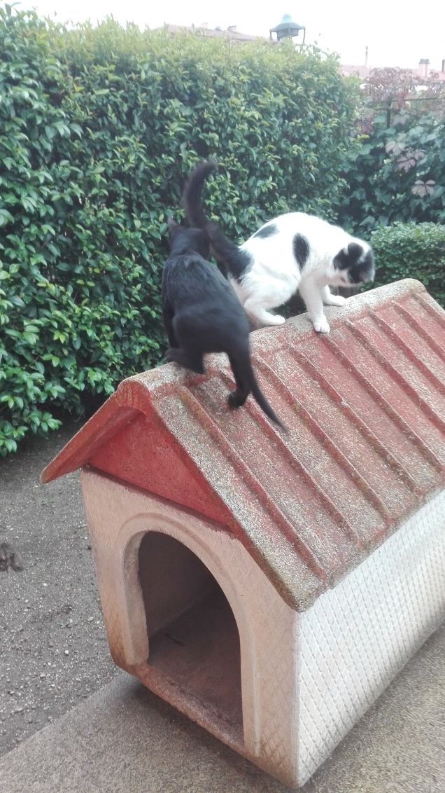 Nuova disciplina olimpica: gioco di equilibrio sul tetto