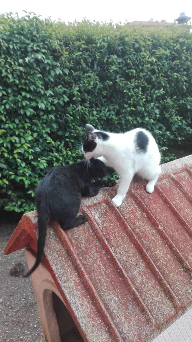 Vince chi resta più a lungo sul tetto