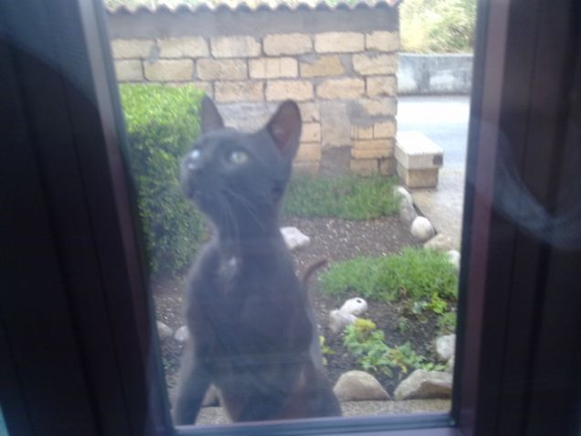Forse Nero cercava di entrare dalla finestra :P