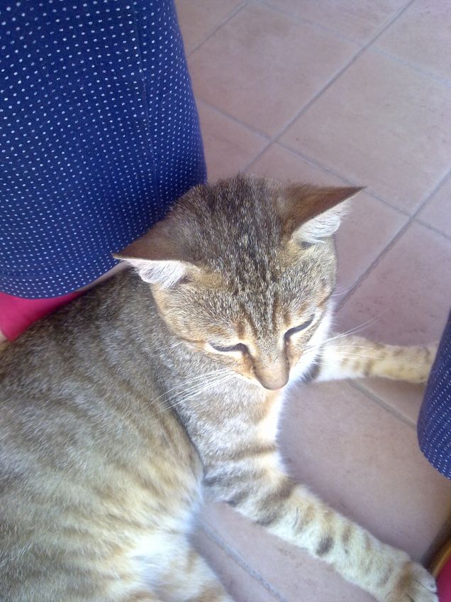 Poi mi butto tra i piedi per le coccole :)