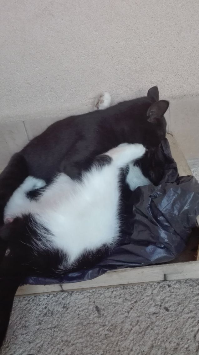 Salem e Zorro giocano