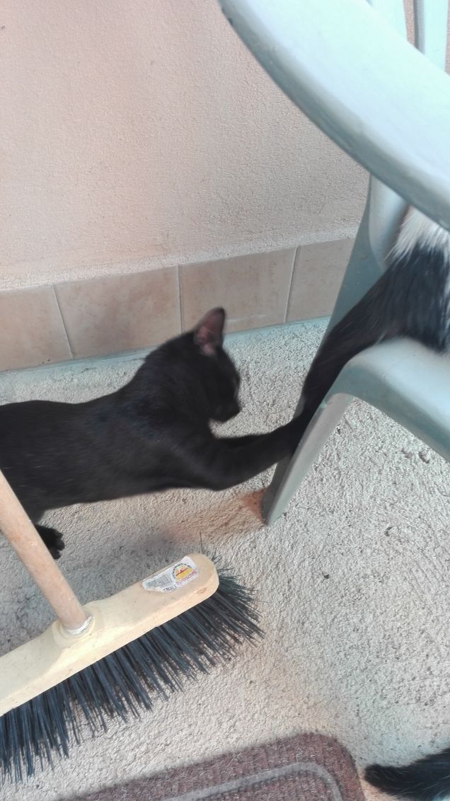 Ho visto un serpente nero peloso!