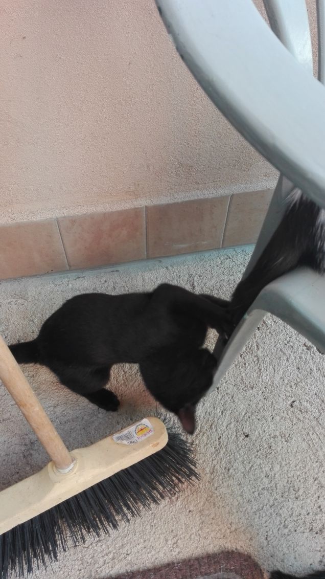 Mi sbagliavo... era la coda di Zoe