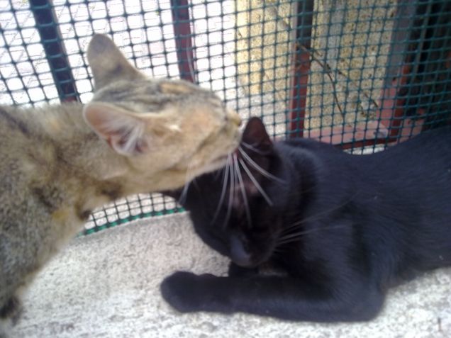 Ciotolina affettuosa con il fratellino Nero