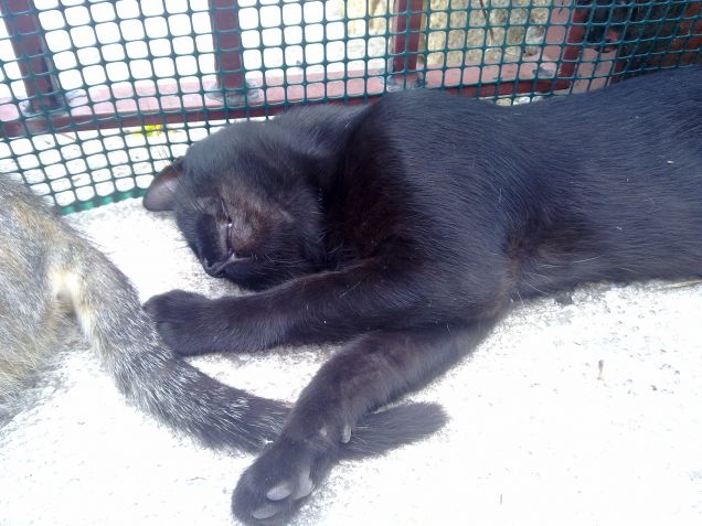 Nero dorme con la coda di Ciotolina tra le zampe