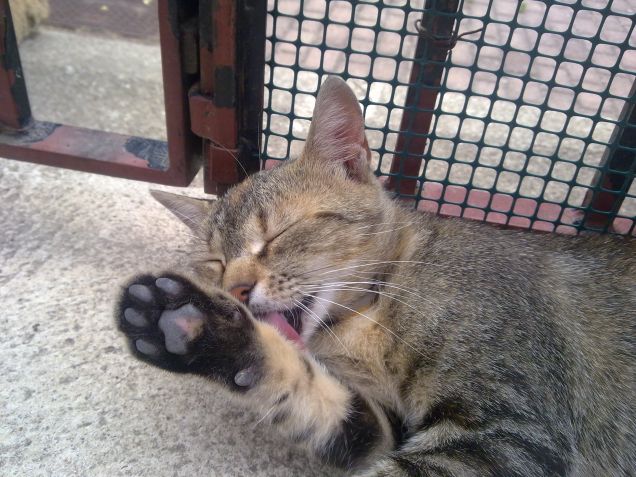 Un saluto affettuoso da Ciotolina :)