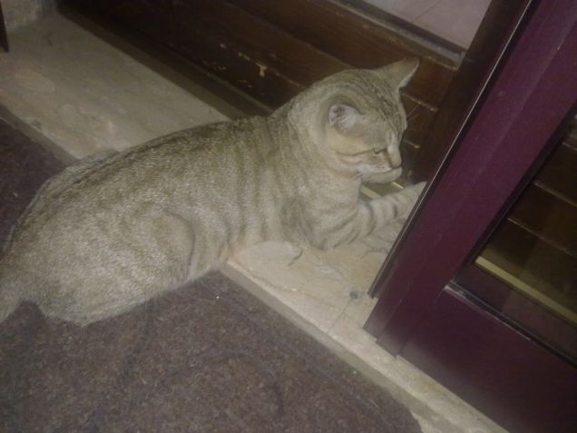 Tobia cerca di aprire il balcone