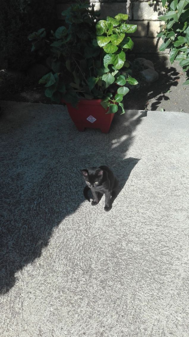 Salem