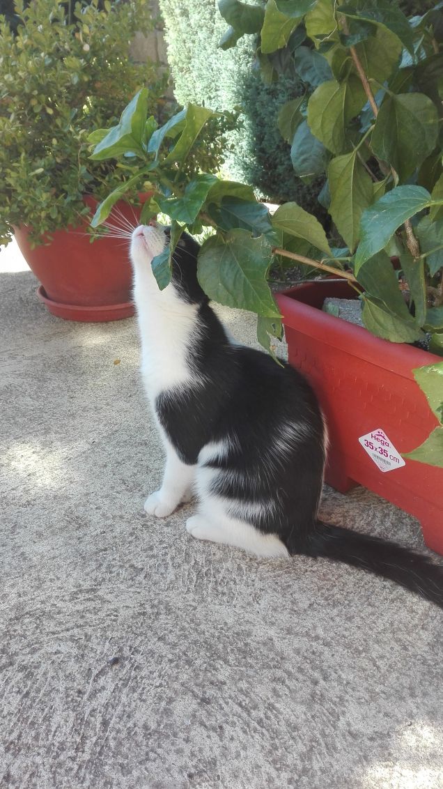 Devo aggiustare questa pianta...