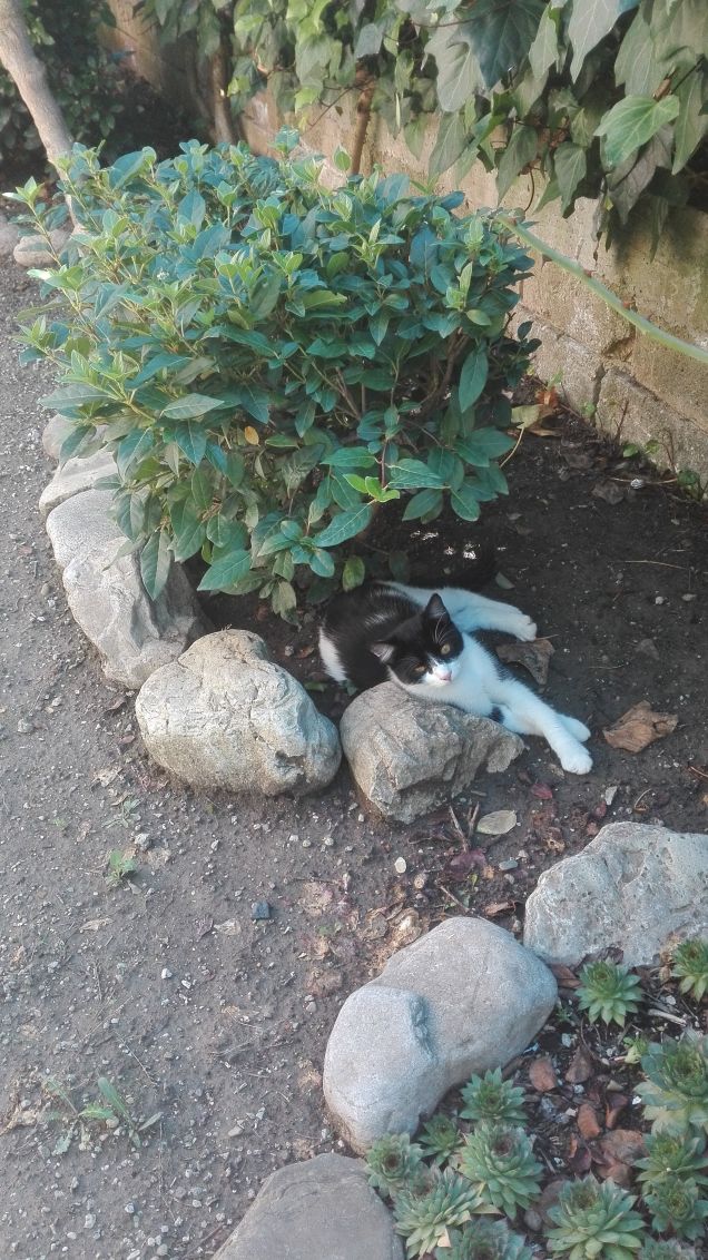 Zorro solo soletto, ma indovinate chi sta per arrivare :)