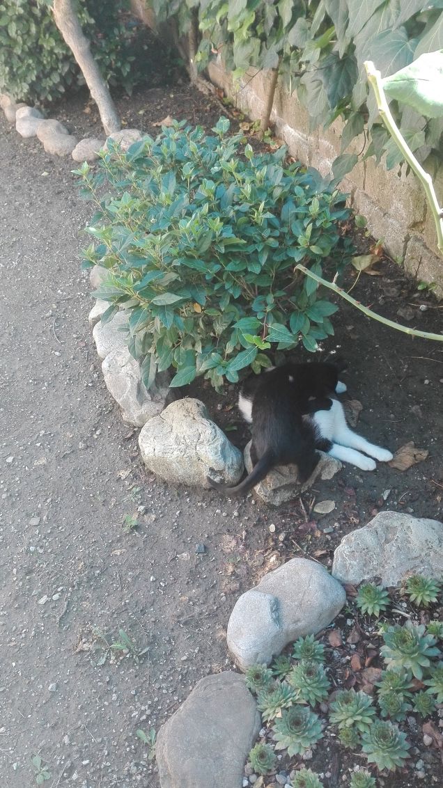 Ecco che arriva Salem!