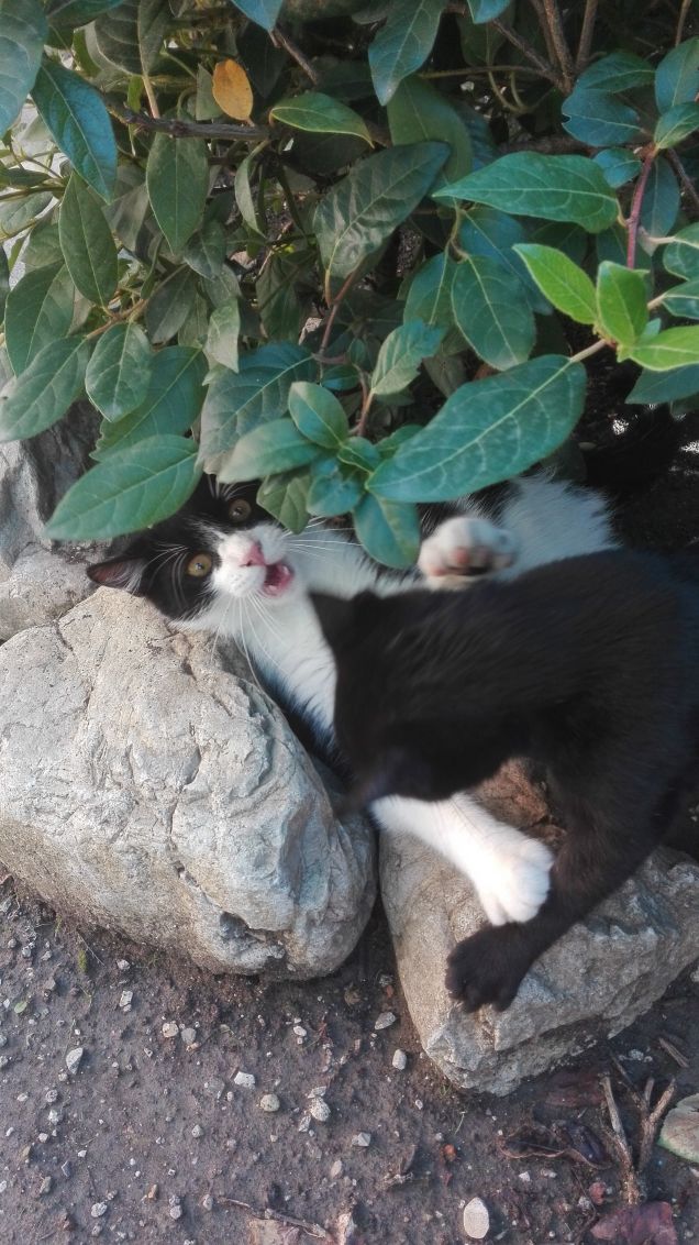 Salem non dà tregua a Zorro :)