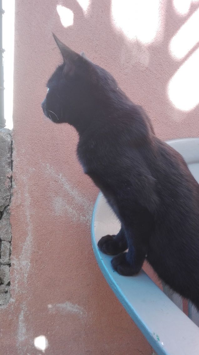 Cosa starà guardando Salem?