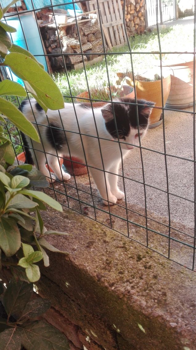 Salem guardava a Zoe che era nel giardino della casa accanto :)