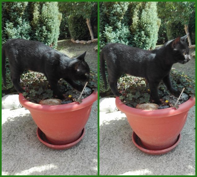 Salem attratto da qualcosa